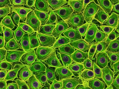 Illustration confluent - Image 1