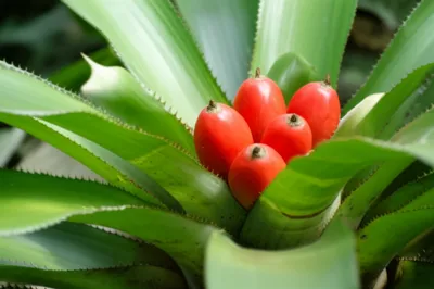 Illustration pinguins - Image 1