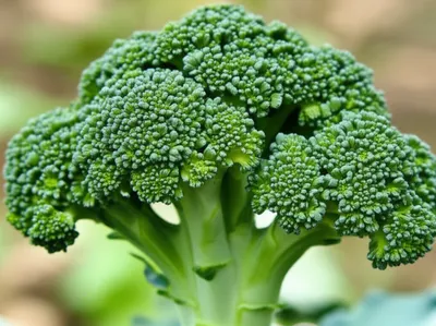 Illustration curds - Image 1