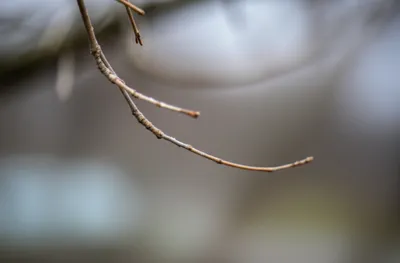 Illustration twig - Image 1