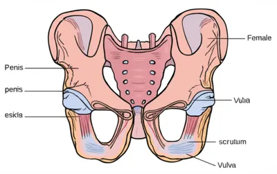 Illustration genitals
