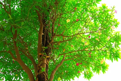 Illustration parasite - Image 1