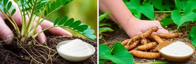 Illustration arrowroot - Image 1