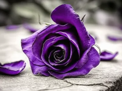 Illustration tamer - Image 1