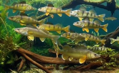 Illustration perches - Image 1