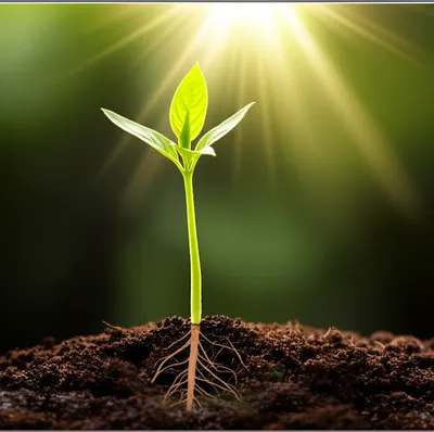 Illustration accrued - Image 1