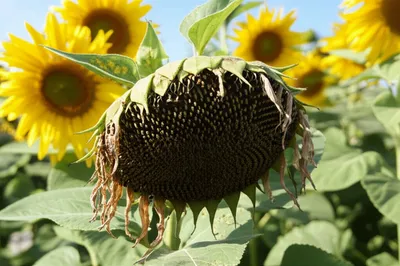 Illustration drooping - Image 1