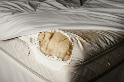 Illustration ticks - Image 1