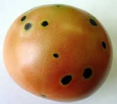 Illustration speck - Image 2