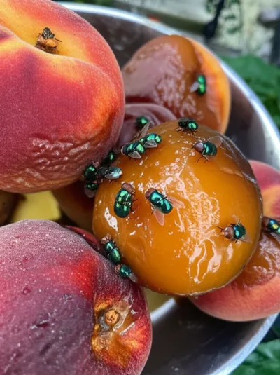 Illustration putrid - Image 1