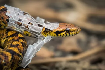 Illustration moults - Image 1