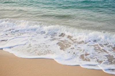 Illustration shell - Image 1