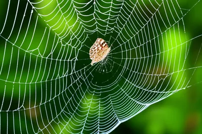 Illustration tangle - Image 1