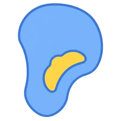 Illustration lobule - Image 1