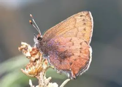 Illustration elfin - Image 2