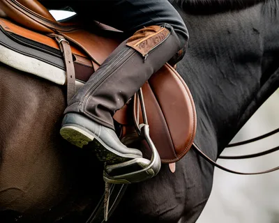 Illustration saddles - Image 1