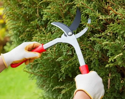 Illustration billhook - Image 1