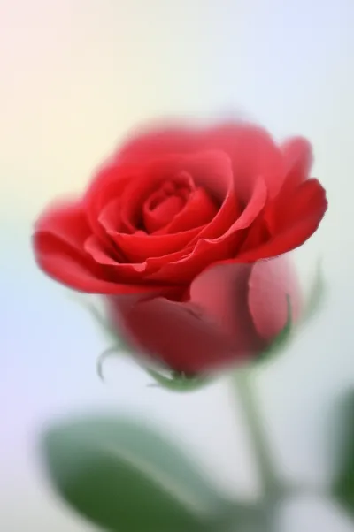 Illustration translucent - Image 1