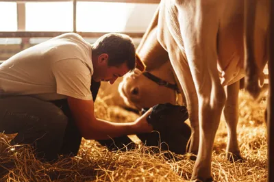 Illustration calving - Image 1