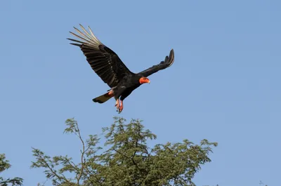 Illustration bateleur - Image 1