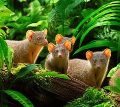 Illustration mongooses - Image 1