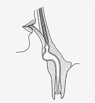 Illustration lick - Image 1