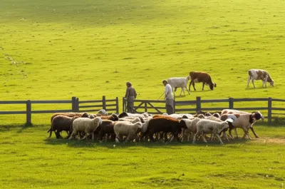 Illustration pasture - Image 1