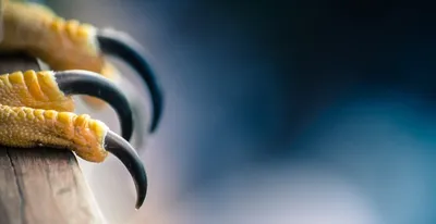 Illustration claws - Image 2