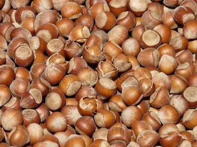 Illustration hazelnuts - Image 2