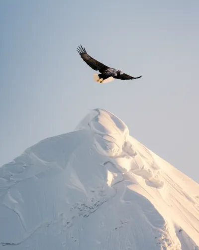 Illustration white - Image 1