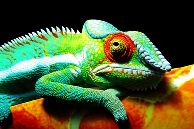 Illustration sets - Image 1