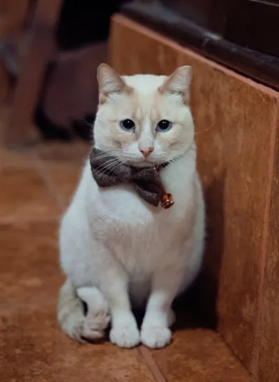 Illustration colorpoint - Image 2