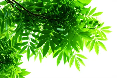 Illustration leaved - Image 1