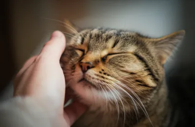 Illustration feels - Image 1