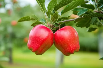 Illustration twinned - Image 1