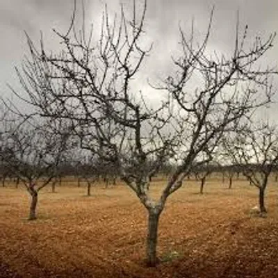 Illustration fruitless - Image 2