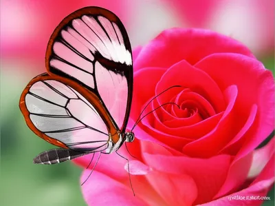 Illustration superposed - Image 2