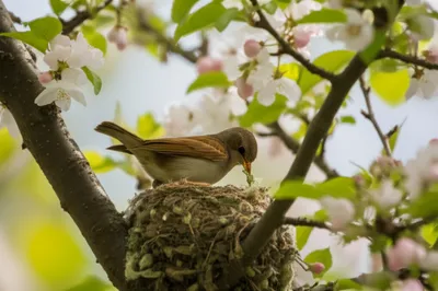 Illustration nidification