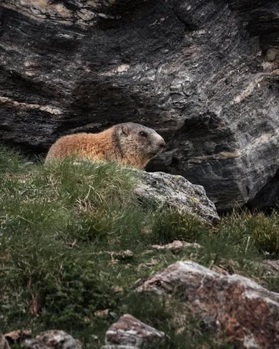 Illustration marmots - Image 2