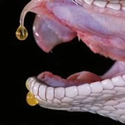 Illustration venomous - Image 2