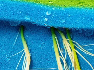 Illustration absorbent - Image 1