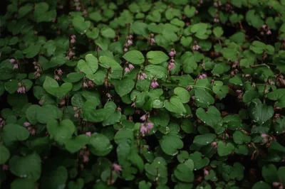 Illustration spikenard - Image 1