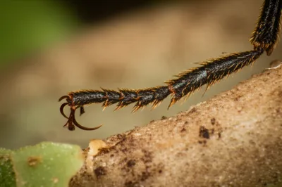 Illustration phalanges - Image 1