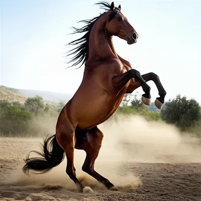 Illustration rears - Image 1