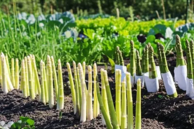 Illustration blanch - Image 1