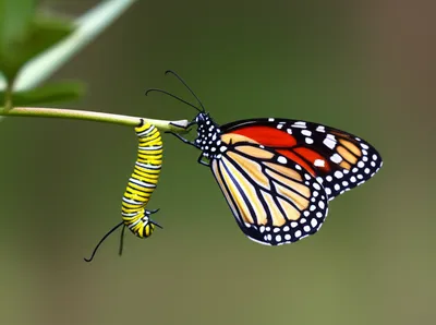 Illustration morphs - Image 1