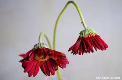 Illustration lop - Image 3