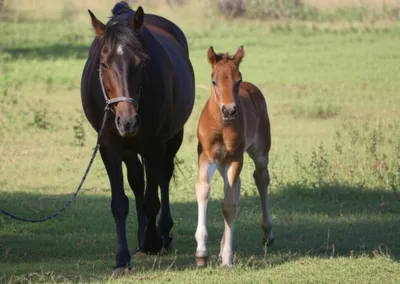 Illustration pony - Image 1