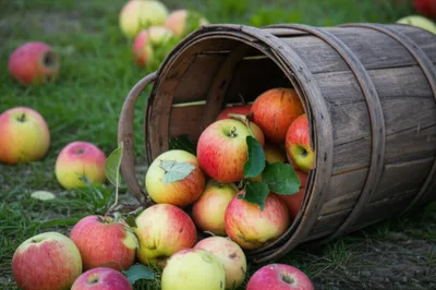 Illustration hoop - Image 1