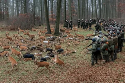 Illustration battues - Image 1